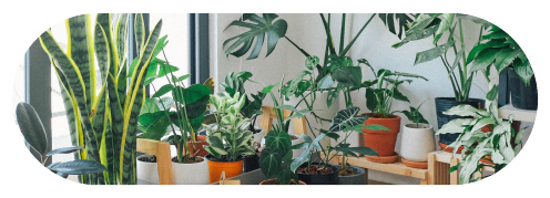 Collection Of House Plants