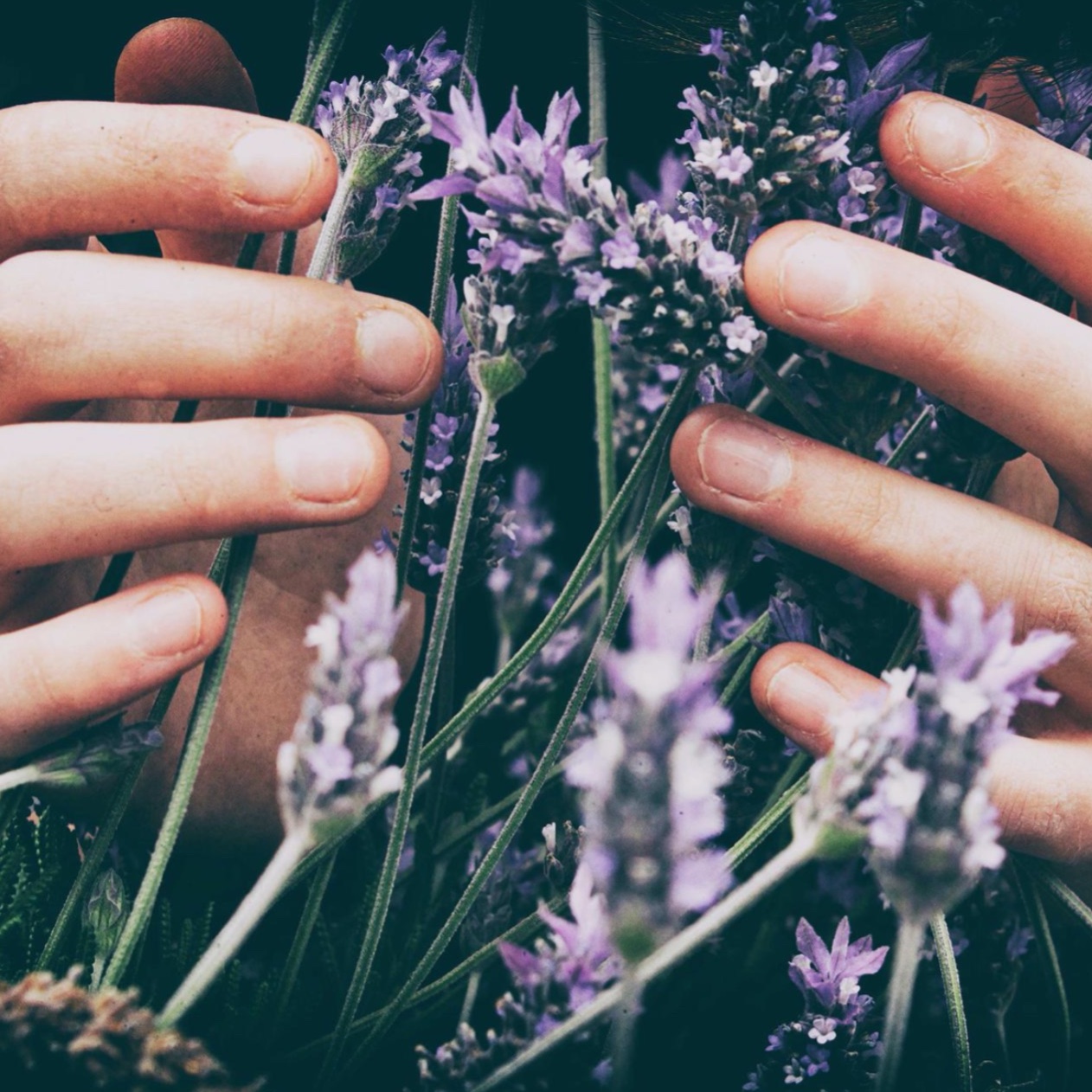 Purple Flowers Closeup