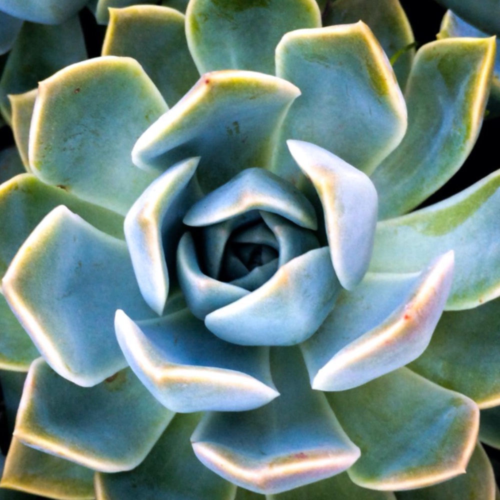 Succulent Closeup