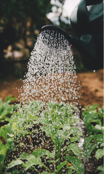 Watering Can in Garden