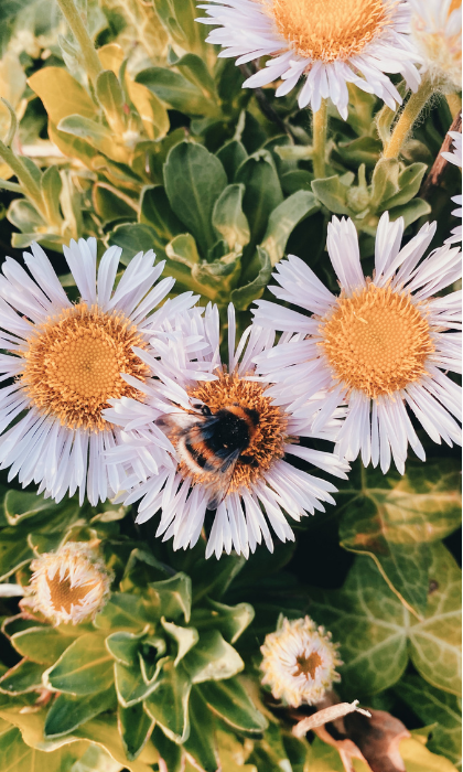 Bee pollinating flowers