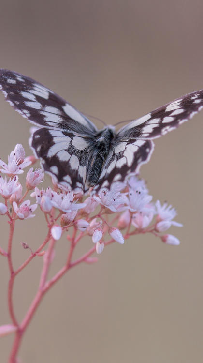 Butterfly on Flower