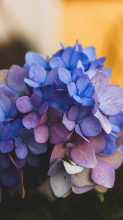 Hydrangea Flower Closeup