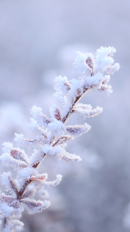 Frost on Plant