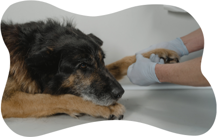 Dog at the veterinarian