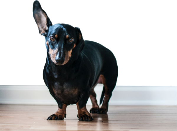 brown and black dachshund dog