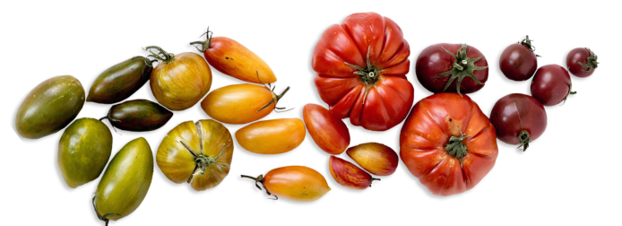 Tomatoes Divider Image