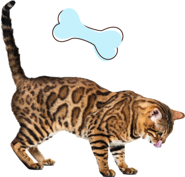 Bengal cat