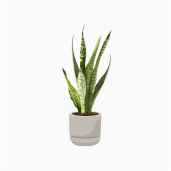 Plant