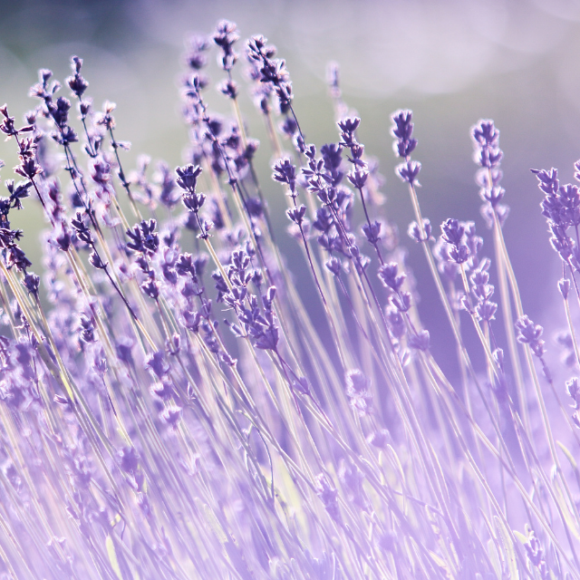 Lavender