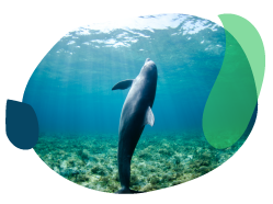 Dolphin in the ocean